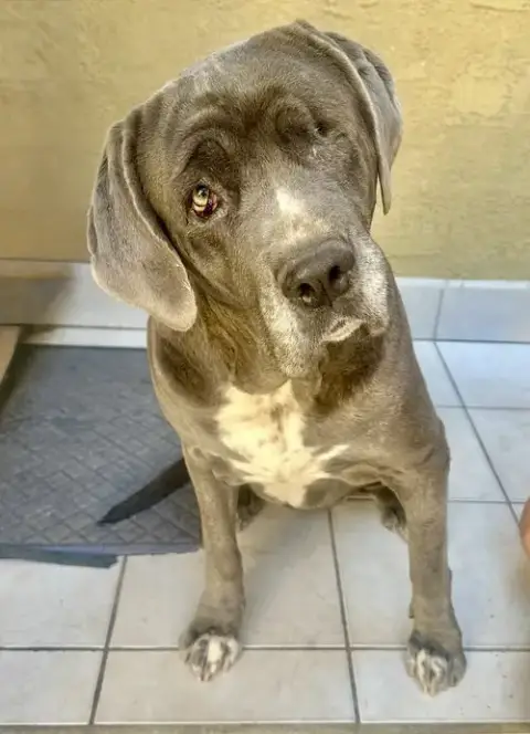 Octavia photo 2