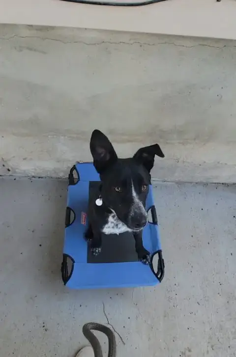 Benny photo 3