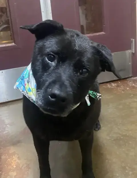 Delilah photo 1
