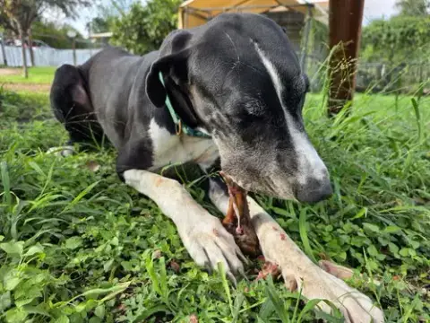 Milo photo 3