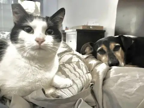 Kitty Kitty photo 2