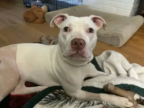 Rainbow Brite: Not At The Shelter