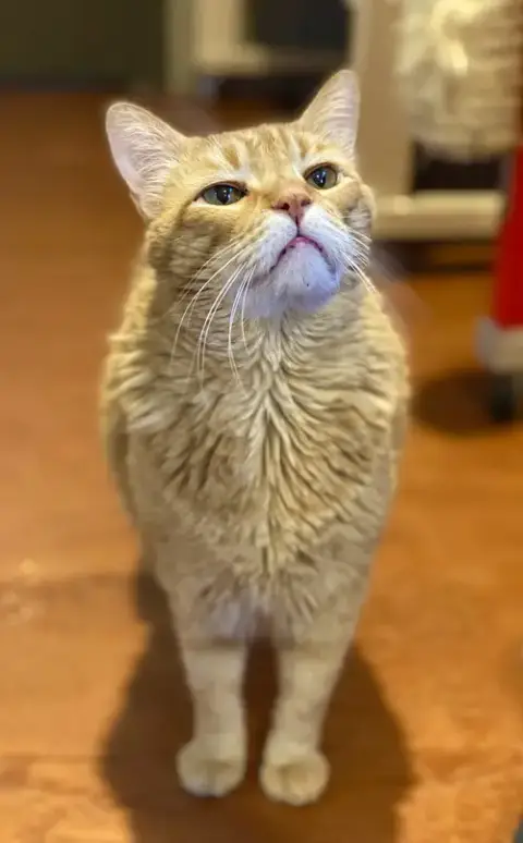 Mr. Orange photo 4