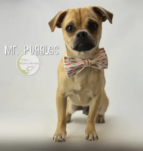 Mr. Puggles photo 2