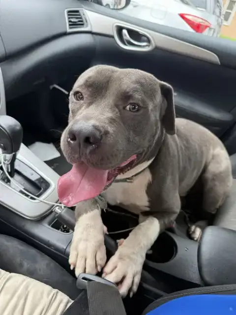 Courtesy Post: Chunk