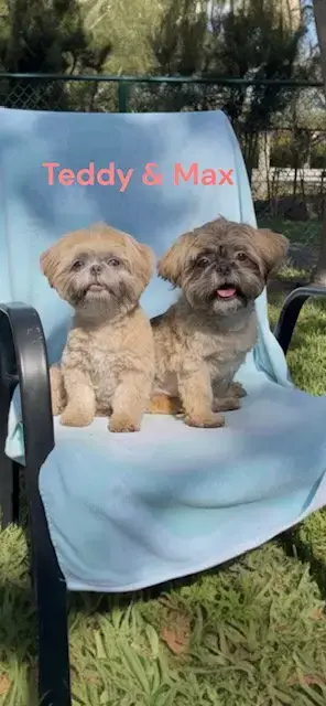 Max & Teddy photo 2