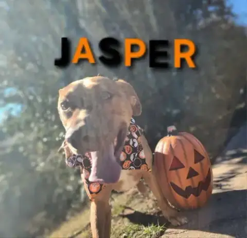 Jasper photo 4