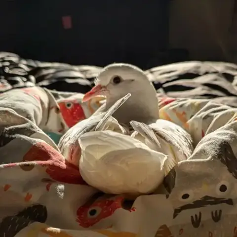 Pogo