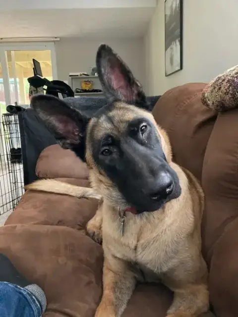 Ryker
