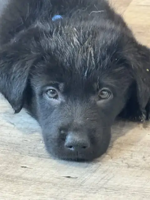 Rosie'S Puppy Scout photo 2