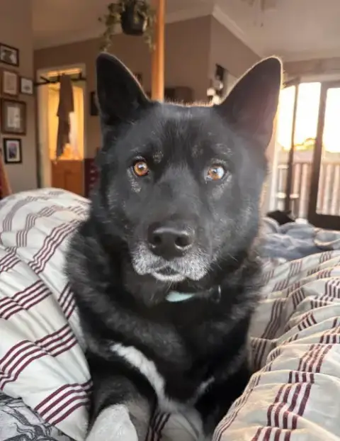 Romo