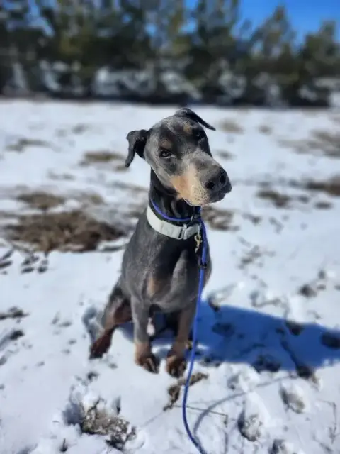 Roscoe photo 2