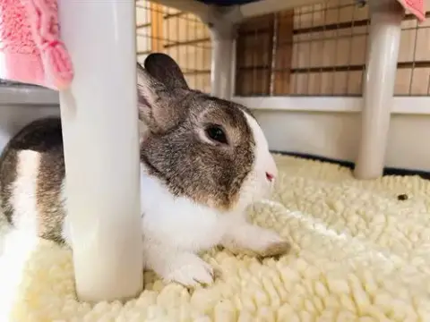 Elvis