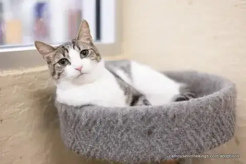 Daphne
