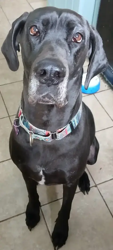 Gracie