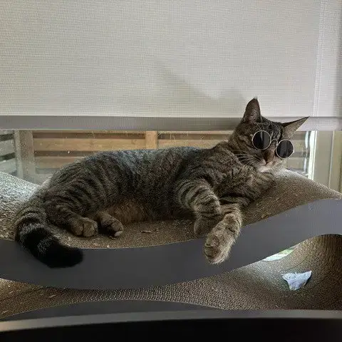 Cleo Iii photo 3