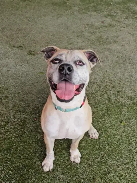 Leo