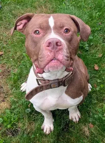 Dozer