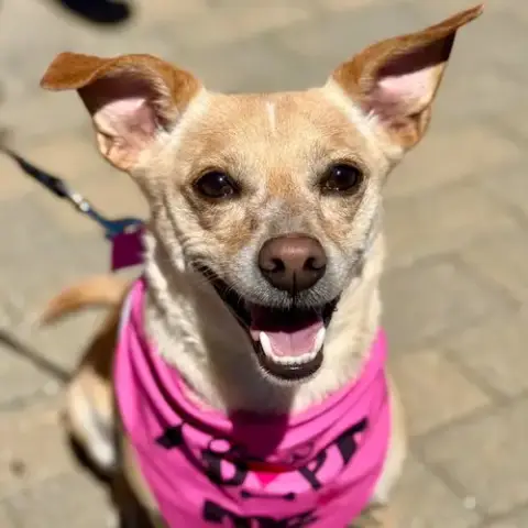Little Daisy