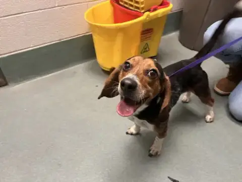 Rocky Beagle photo 5