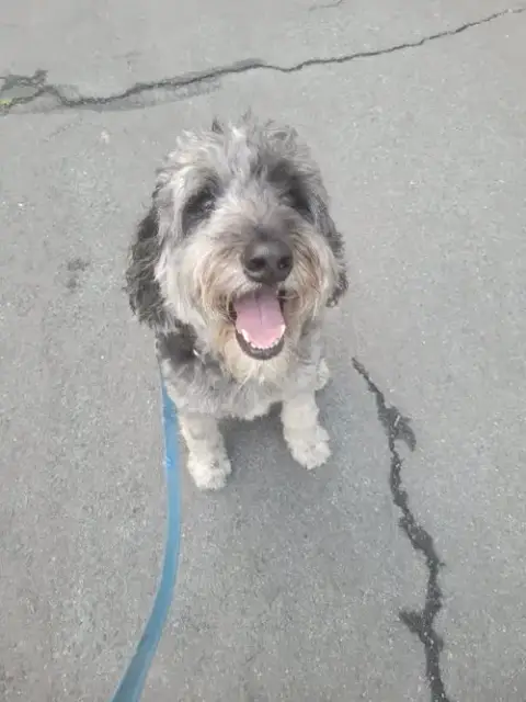 Seamus photo 2