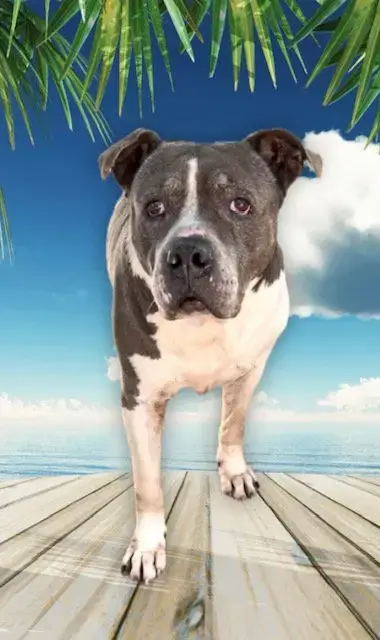 Tyson photo 4