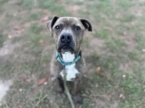 Bo
