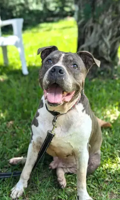 Tyson photo 3