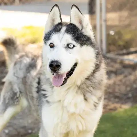 Max