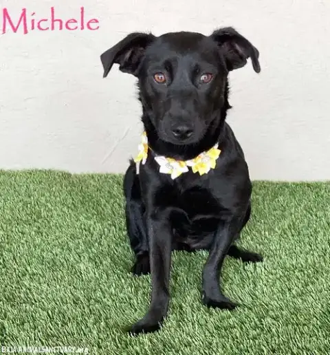 Michele