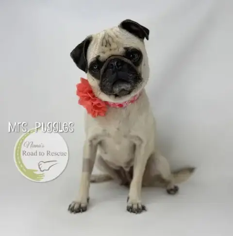 Mrs. Puggles photo 2