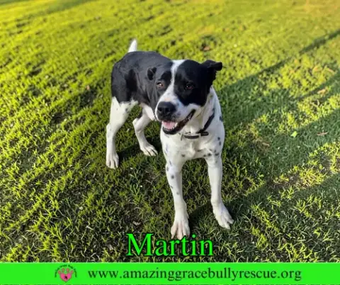 Martin