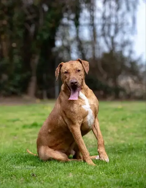 Jasper