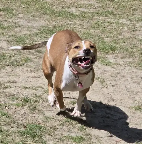 Da 27 Macie Moo photo 3