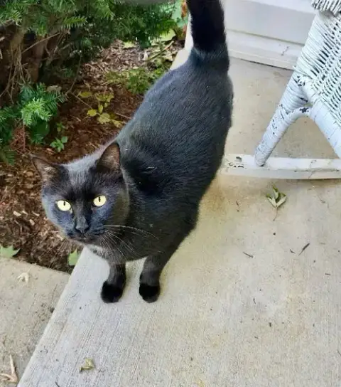 Shadow