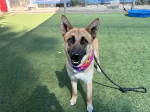 Nala