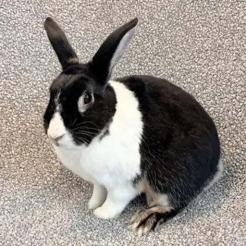Oreo