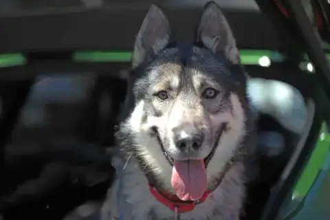Holden photo 2