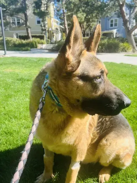 Gus photo 4