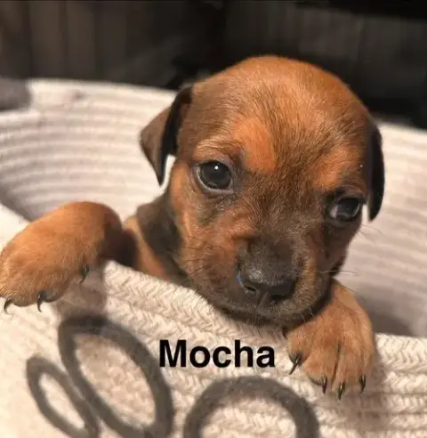 Puppy Biscuit Boy photo 5