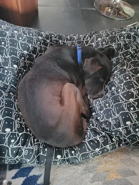 Toby photo 4