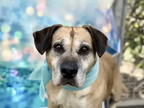 Hugo
