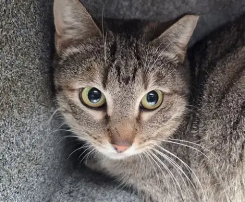 Munchkin
