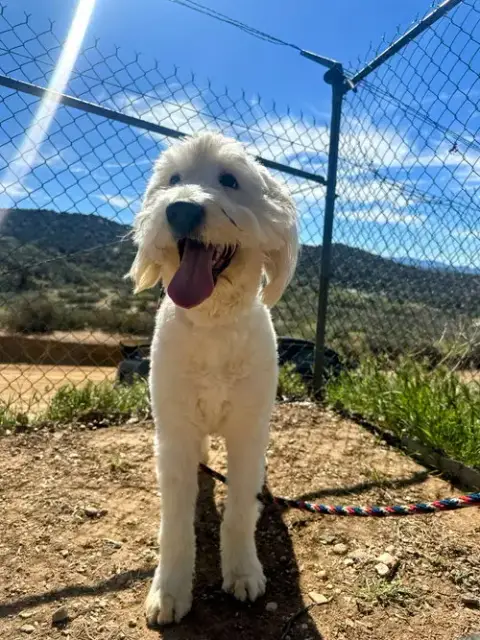 Molly photo 3
