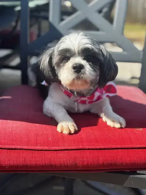 Bijou photo 3