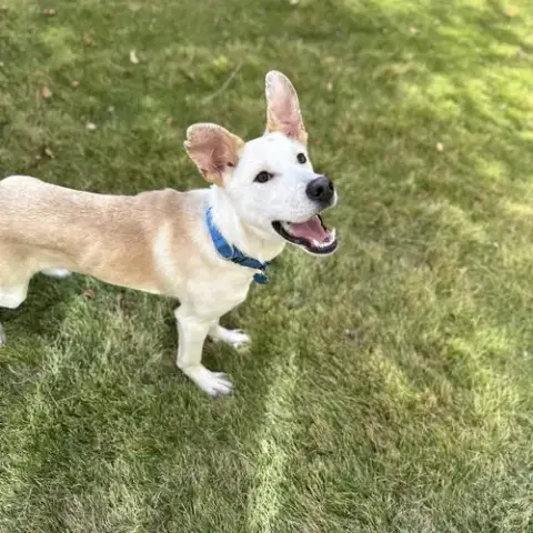 Scout Cooper photo 4