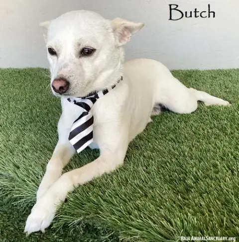 Butch