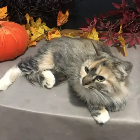 Help Support Our Felv Kitties photo 3
