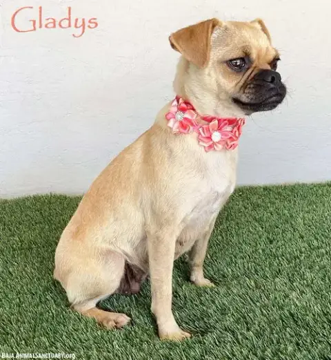 Gladys