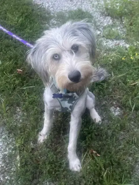 Samson photo 3